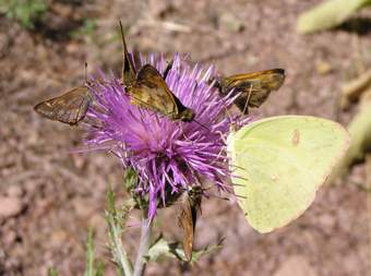 Sulphur butterfly & skippers on Thistle flower