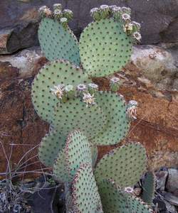 Blind Prickly Pear Cactus