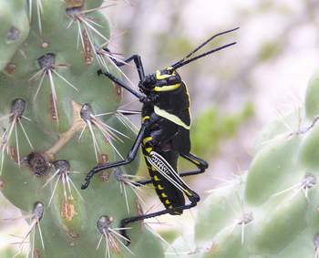 Texas Lubber Grasshopper