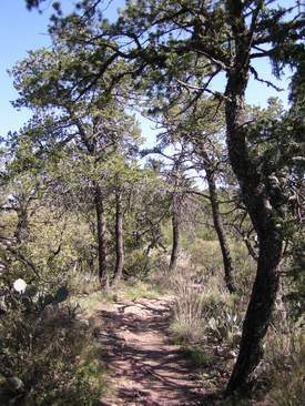 Lost Mine trail winds through Pinyon Pine and Oaks