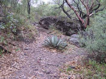 Agave plant along Pine Canyon Trail