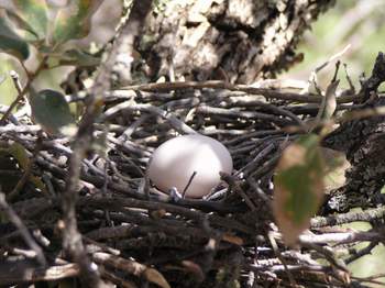 Band-tailed Pigeons nest with egg