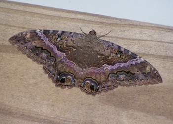 Black Witch Moth