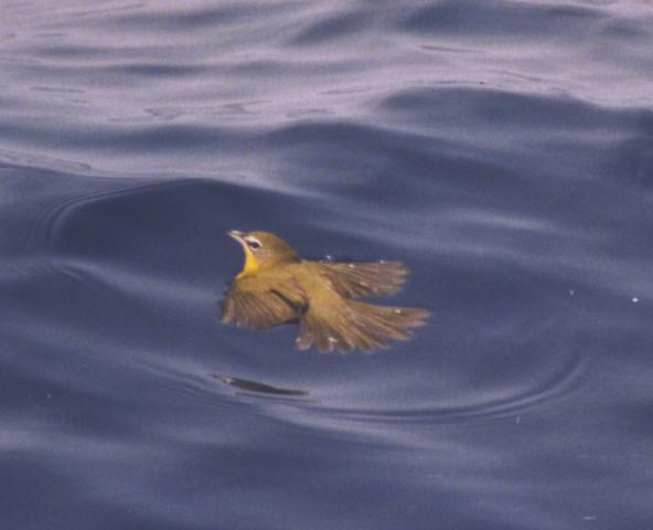 Yellow-breasted Chat in the sea, soaked and unable to fly