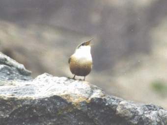 Canyon wren singing