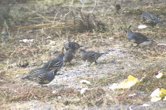 Gambels quail