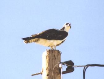 Osprey