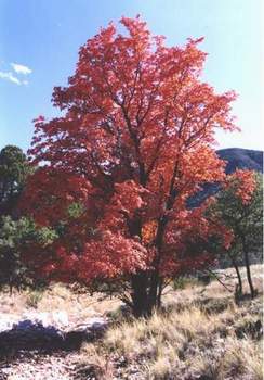 Maple tree