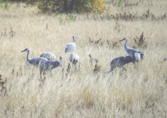 Sandhill cranes