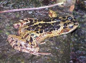 Common Frog