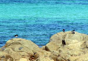 Eurasian Oystercatchers on rocks