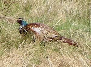 Male Pheasant