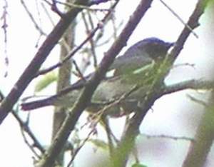 Black-throated Blue Warbler