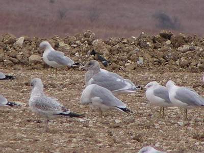 Glaucous-winged Gull