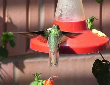 Buff Bellied Hummingbird