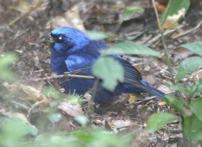 Male Blue Bunting, Santa Anna NWR 1/29/05