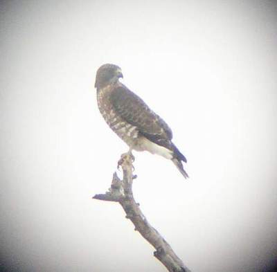 Adult Broad-winged Hawk, Anzalduas 1/29/05