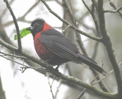 Male Crimson-collard Grosbeak. Frontera