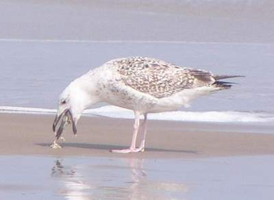 First year Great Black-backed Gull. Boca Chica 1/30/05