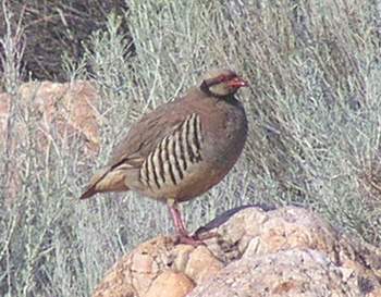 Chukar