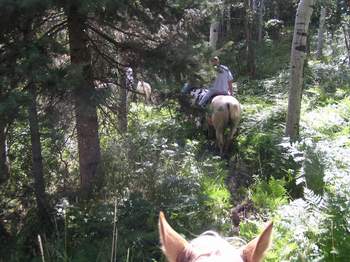 Horse riding in the mtns.
