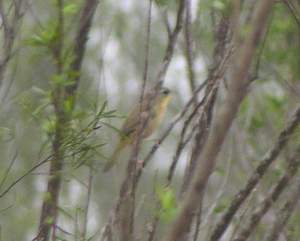 Grey-crowned Yellowthroat