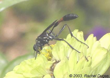 Huge Parasitic Wasp on Zinnia flower!