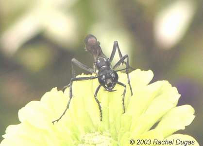 Huge Parasitic Wasp on Zinnia flower! Check out those Mandibles!