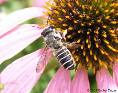 Leafcutter bee