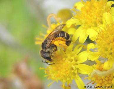 Bee with heavy pollen sacs