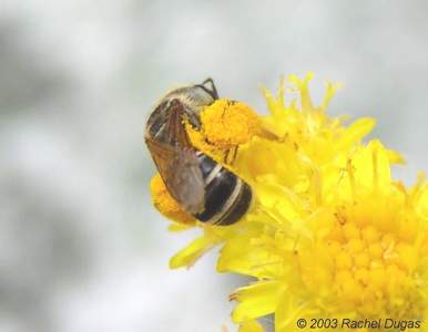 Bee with heavy pollen sacs