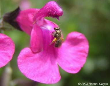 Tiny Aphid? Bee, here on a salvia gregii flower, showing how tiny it is.