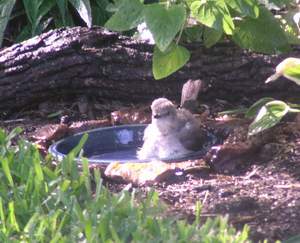 Northern Mockingbird takes a bath
