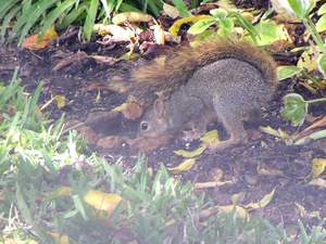Squirrel at puddle