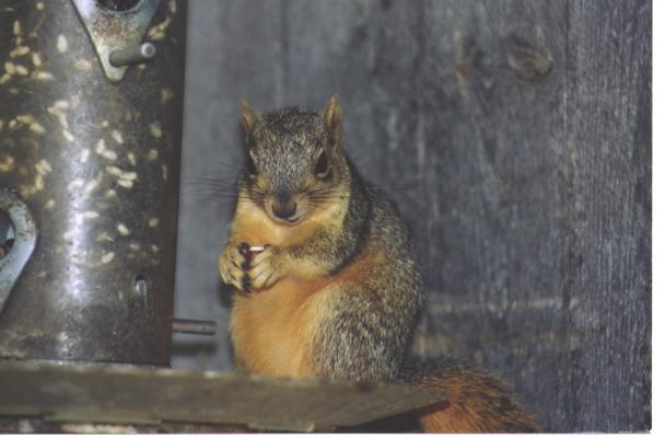 Squirrel eating sunflower seeds