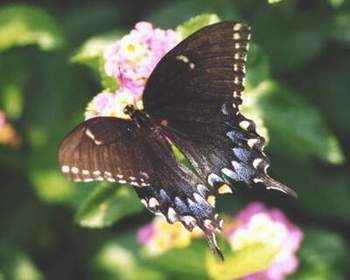 Eastern Tiger Swallowtail, black form