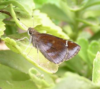 Female Clouded Skipper, wings closed