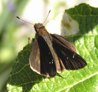 Male Clouded Skipper, wings open