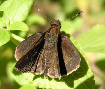 Male Clouded Skipper, wings open