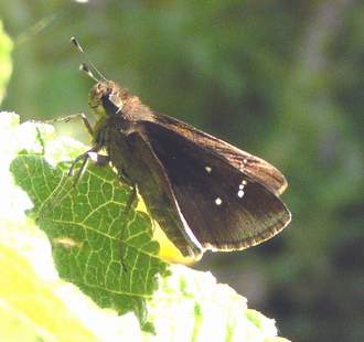 Male Clouded Skipper, wings closed