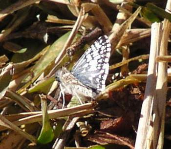 Common Checkered-Skipper (Pyrgus communis)