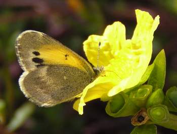 Dainty Sulphur