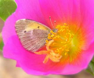 Dainty Sulphur