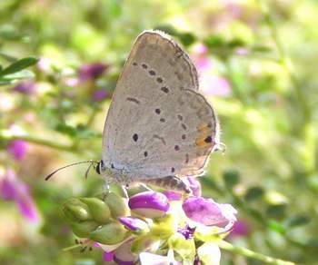 Eastern Tailed-blue