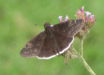 Funereal Duskywing, wings open