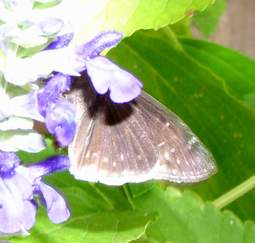 Funereal Duskywing, wings closed
