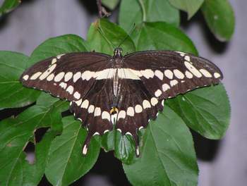 Giant Swallowtail