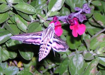 White-lined Sphinx Moth (Hyles lineata)