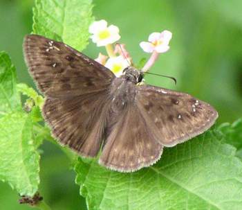 Horace's Duskywing