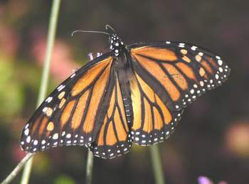 Female Monarch Butterfly wings open